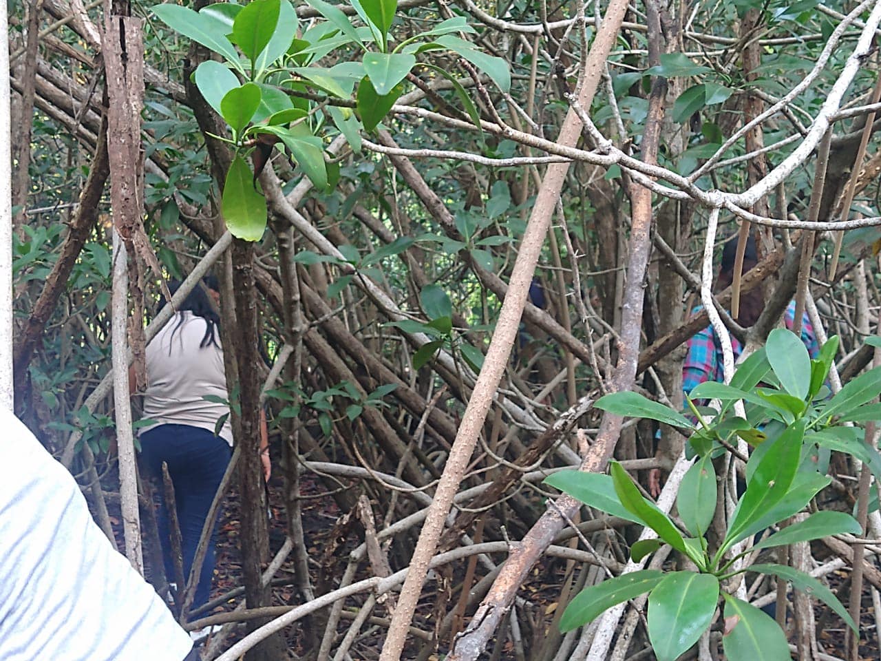 Limpieza en la zona de mangle