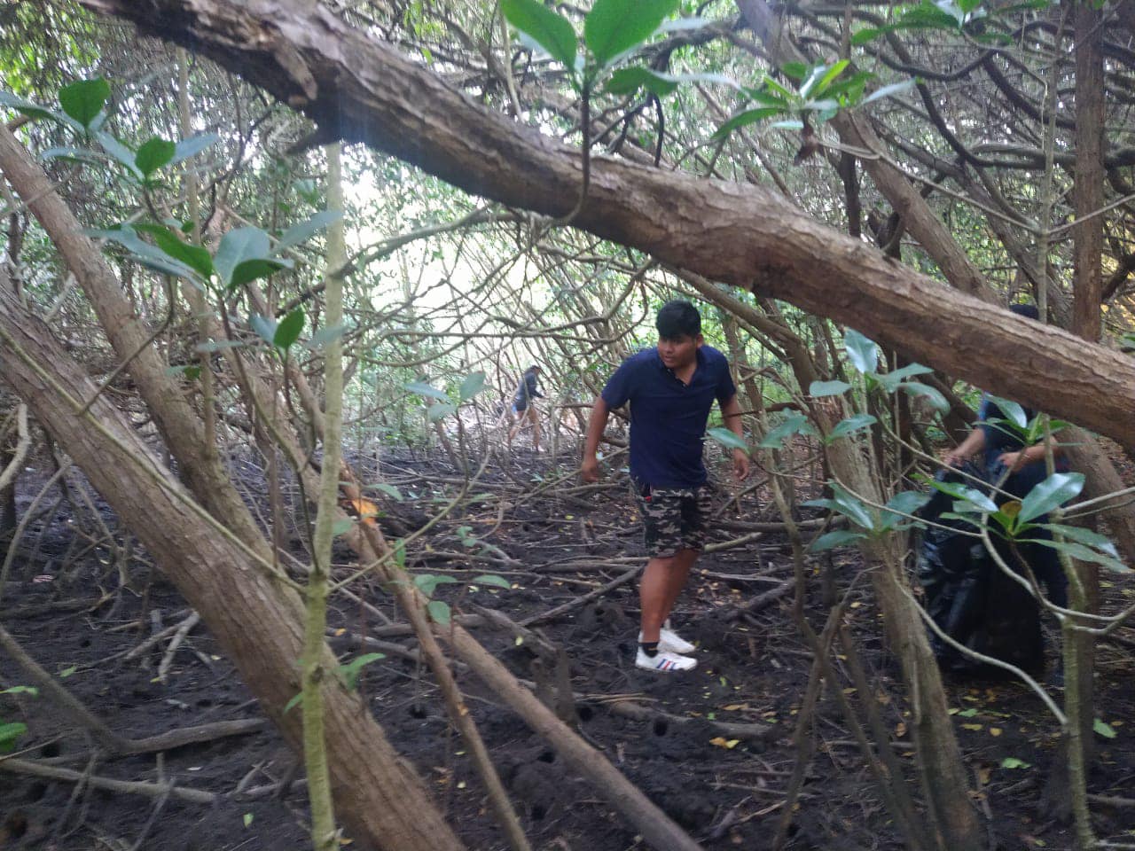 Limpieza en la zona de mangle